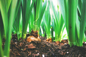 Menanam di tanah dan menanam dengan cara hidroponik membutuhkan media yang berlainan. Perbedaan Hidroponik Dan Organik Anda Pilih Yang Mana Scarf Media