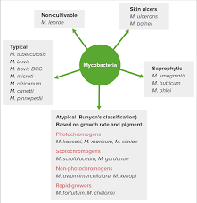Image result for Mycobacteria