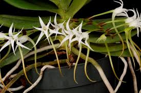 Image result for Cyrtorchis arcuata