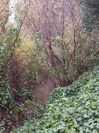 Camera does not capture the rain, but a beautiful day here in the  neighborhood. San Pablo Creek along Rd 20 and Rumrill.
