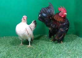 Fantastis 5 Ayam Termahal Di Dunia Salah Satunya Dari Indonesia Mantra Sukabumi