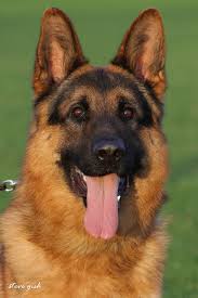 Find german shepherd dog puppies and breeders in your area and helpful german shepherd dog information. Purebred German Shepherd Puppies For Sale German Imported Dogs