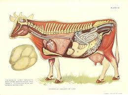 Cow Veterinary Print 1920s Internal Organs Of Cow Ideal For Framing Animal Science Veterinary Animals