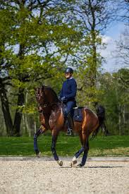 Are you searching horse coloring pages for your kids? Dressage Saddle Pad Leather Deluxe Silver Equestrian Stockholm