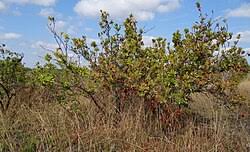 Image result for Protea welwitschii × angolensis