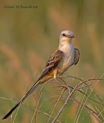 Black Bird With Long Tail Feathers In Texas Scissor Tailed Flycatcher Img 6684edttpz Flycatcher Beautiful Birds Pet Birds