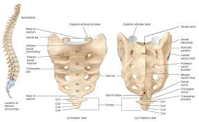 The bones of the back, together, make up the vertebral column. Spine Back Bones Sacrum Ranzcrpart1 Wiki Fandom