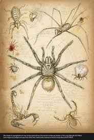 Oo Marcello Pettineo Oo Dessin Araignee Art D Insecte Arachnides