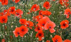 Check spelling or type a new query. White Poppy Meaning What Does The White Poppy Stand For How Is It Different Uk News Express Co Uk