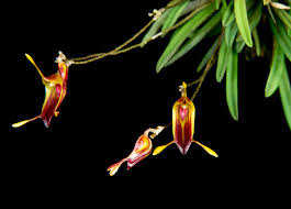 Image result for Tristicha trifaria