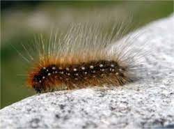 Acidentes Com Lonomia Toxicologia Em Foco