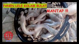 Panen Lele Kolam Terpal Bulat Youtube