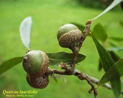 Image result for Ficalhoa laurifolia