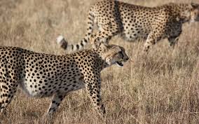 Ainsi, la sociologue mariette darrigrand déplore que «le xxe siècle a beaucoup déconstruit la culture: Quels Sont Les Animaux Les Plus Rapides Du Monde