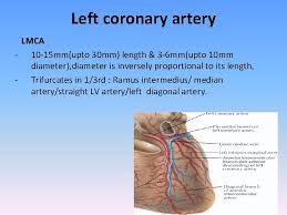 As seen, coronary artery anomalies may involve abnormalities of number, origin and/or course, termination, or structure of the epicardial coronary coronary angiography showing the presence of a fistula originating from a diagonal (diag) branch of the left anterior descending coronary artery with. Anatomy Of The Coronary Arteries Angiographic Visualization Coronary