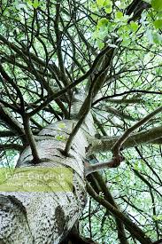 Image result for Populus ×  canescens