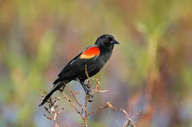 Black Bird With Red Spot On Shoulder Red Winged Blackbird Black Bird Red Wing Blackbird Bird Species