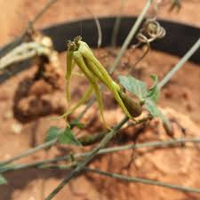 Image result for Multidentia concrescens