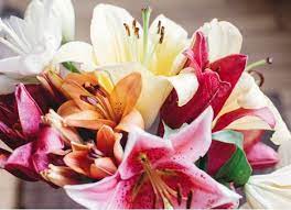 We did not find results for: Are Lilies Poisonous To Dogs Petmd