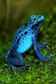 This Frog Is So Colorful It Would Really Great To Be So Naturally So Beautiful Without Any Work Rainforest Animals Blue Poison Dart Frog Rare Animals