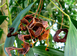 Image result for Acacia afra