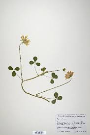 Image result for Trifolium isthmocarpum