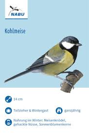 Die Kohlmeise Kohlmeise Meise Vogel Im Garten