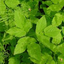 Bij de breuk groeit de plant weer vrolijk en in een razendsnel tempo verder uit. Hoe Pak Ik Hardnekkig Onkruid Aan