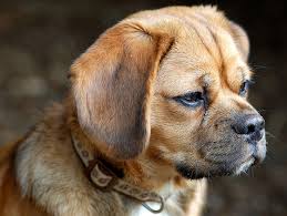 puggle