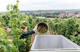 Der erste schritt ist, zu erkennen, wann die trauben reif für die ernte sind. Weinlese In Rheinhessen Heldamherd