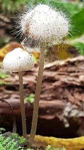 Image result for Sphaeranthus chandleri