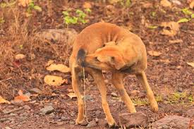 There are several types of tapeworms that affect dogs and each one has a different way that can get passed onto the dog. What You Need To Know About Intestinal Parasites Cesar S Way