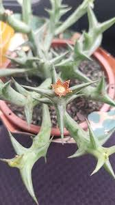 Image result for Orbea schweinfurthii