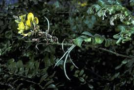 Image result for Sophora inhambanensis