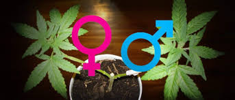 As such, your seedlings can develop into three genders: How To Tell If A Cannabis Plant Is Male Or Female Green Rush Daily