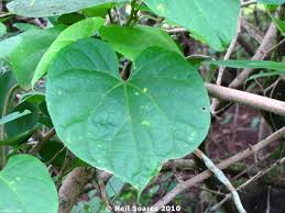 Image result for Tinospora orophila