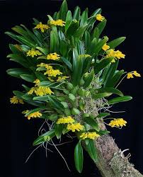 Image result for Bulbophyllum stolzii