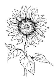 Pest control is the regulation or management of a species defined as a pest, a member of the animal kingdom that impacts adversely on human activities.the human response depends on the importance of the damage done and will range from tolerance, through deterrence and management, to attempts to completely eradicate the pest. Sunflower Stamp Tall Colors For Earth Llc Sunflower Drawing Embroidered Canvas Art Sunflower Outline