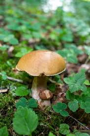 Image result for Boletus badius