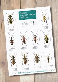 The shields of the female are reddish brown and have black edges as well, but they are smaller than the males's. Guide To Longhorn Beetles Laminated Id Chart Steven Cheshire S British Butterflies