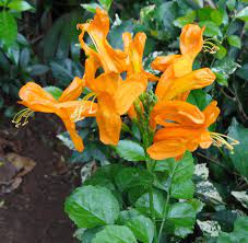 The national symbols of sri lanka are the national anthem, flag, emblem, flower, tree, bird, butterfly, gemstone and sport. Flowers Of Sri Lanka On Twitter Tecoma Capensis Cape Honeysuckle Bignoniaceae Shrub From Southern Africa Is Visited By Sunbirds Diff Colour Var Https T Co Jlcswqefic Twitter