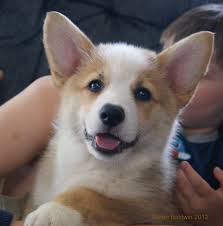If so this video is for you!if you enjoy the video please like, share and subscribe. Pembroke Welsh Corgi Puppy For Sale Corgi Welsh Corgi Welsh Corgi Puppies