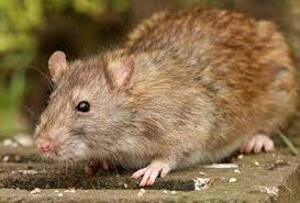 Norway Rat Types Facts And How To Identify Norway Rat Control Holder S Pest Solutions