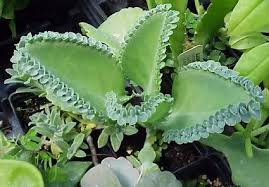 Kalanchoe Crenato Daigremontiana Obs Tiene Una Muy Linda Flor Plantas De Lavanda Cultivo De Plantas Plantas