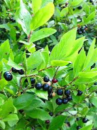 Image result for Hippocratea buchananii