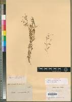 Image result for Grangea anthemoides