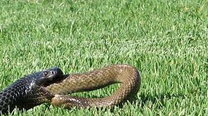 We did not find results for: Hungry Snake Discovers You Are What You Eat Abc News