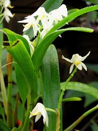 Image result for Polystachya fallax