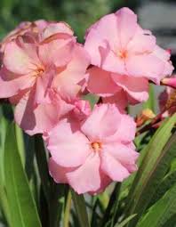 Image result for Nerium oleander