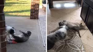 Cat calorie calculator (mobile friendly). Fat Cat Gets Annoyed With Dog Youtube